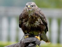 Maeusebussard 081
